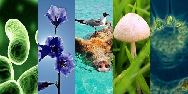 LA CLASIFICACIÓN DE LOS SERES VIVOS