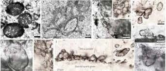 Inicio del planeta y evolución celular