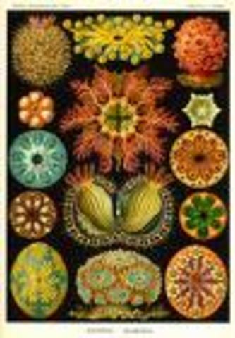 HAECKEL