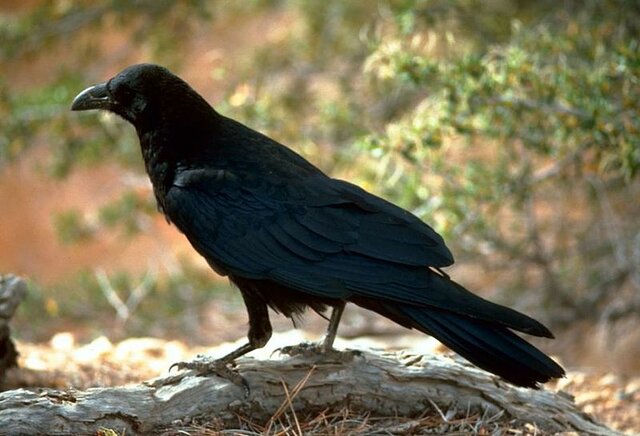 The "Ravens Paradox"