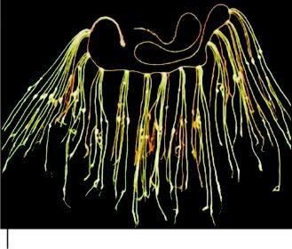 Quipu, cuerdas anudadas