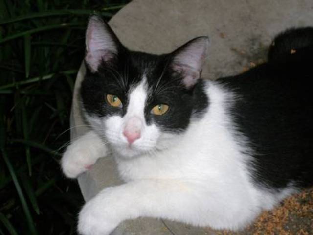 +5 Quand j'ai eu ma premiere chatte Cupcake!