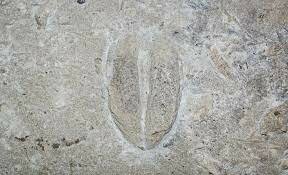 3,800,000,000 BCE First evidence of life