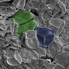 440,000,000 BCE Evolution of first land plants