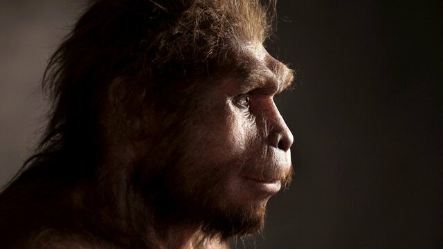 HOMO ERECTUS