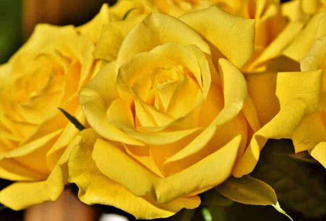 Yellow roses