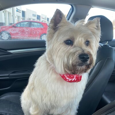 Timeline: Timeline of my Dog Whistler