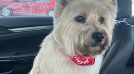 Timeline: Timeline of my Dog Whistler