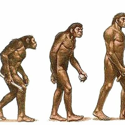 Timeline: El Proceso de Hominización