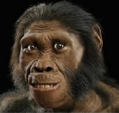 Homo habilis
