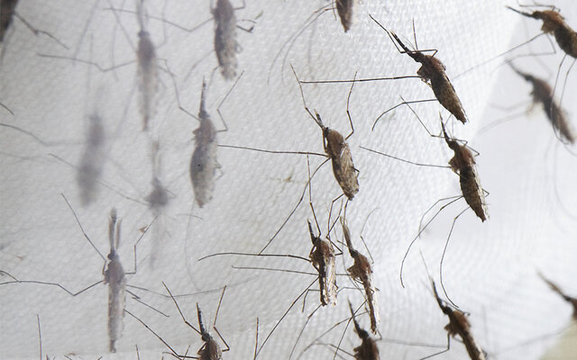 3º plaga: Mosquitos