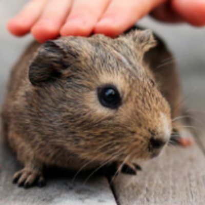 Timeline: Les edats de la historia