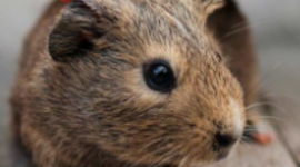 Timeline: Les edats de la historia