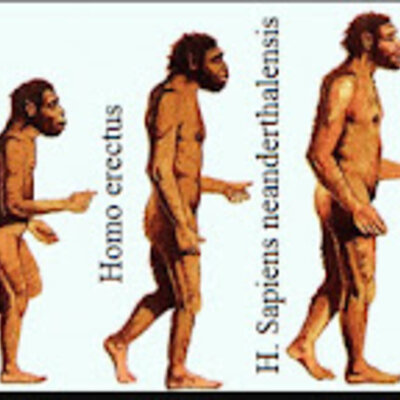 Timeline: Especies del género Homo