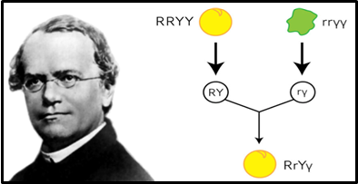 Etapa transición- Gregor Mendel