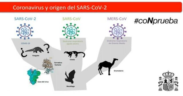 Epidemia de síndrome respiratorio de Oriente Medio