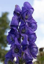 Aconite