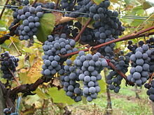 Empieza el cultivo de Vitis vinifera sativa en Europa y Asia