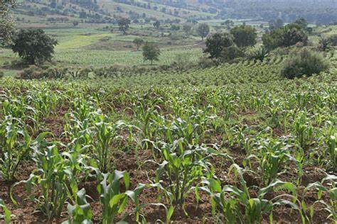 Reconocimiento a la Propiedad Comunal