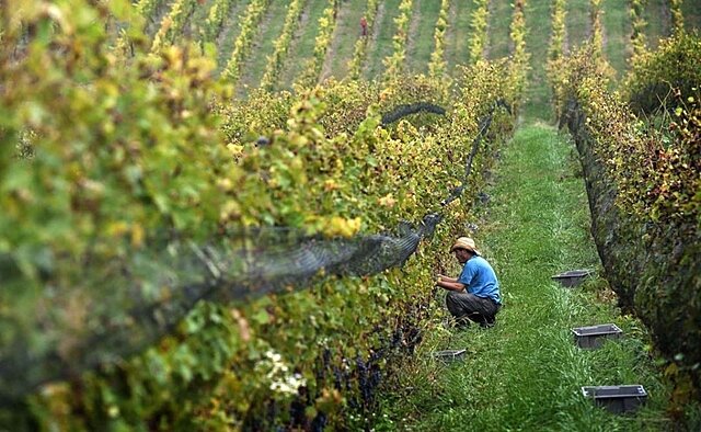La vid es llevada a Enotria (Tierra del Vino)