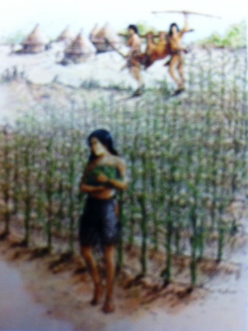 Native Floridians in northern Florida began to grow corn