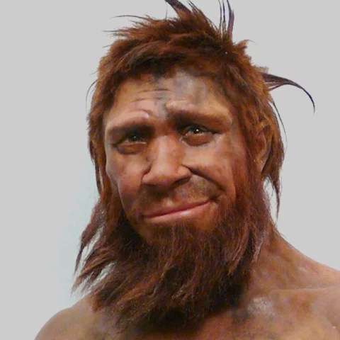 homo neandertalensis