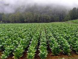 Jamestown's first succesful tobacco crop