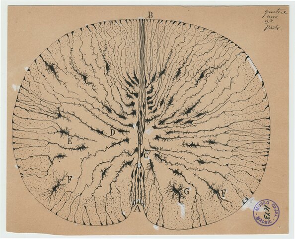 Cajal, 1891