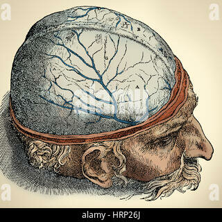 Mapa de funciones del cerebro