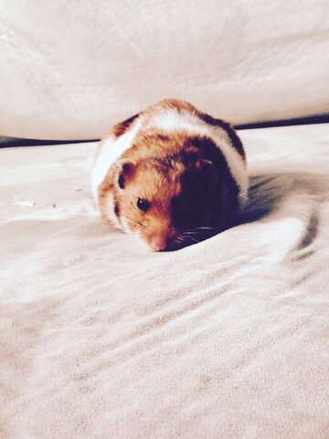 Got my first hamster :)