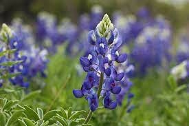 Bluebonnet is named state flower.