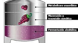 Timeline: Biorreactores