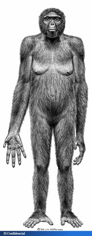 Ardipithecus ramidus