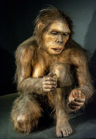 Homo Habilis (Hace 1,9-1,6 millones de años)