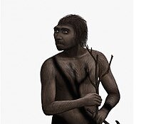 Homo erectus (1,6 millones de años)