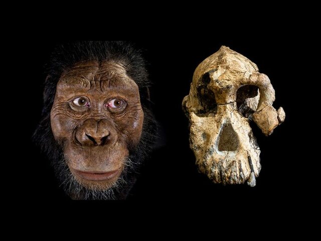Aparición de los Australopithecus.