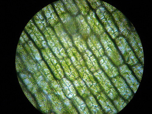 Aparición de los coloroplastos,algas rojas y algas verdes