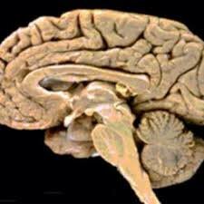 Acercamiento a la estructura cerebral
