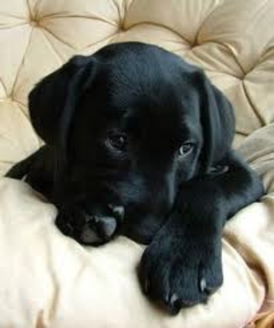 got a dog named blacky