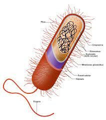 Aparición de las procariotas.