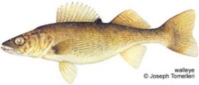State Fish