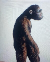 Australopithecus (3,8-3 millones de años)