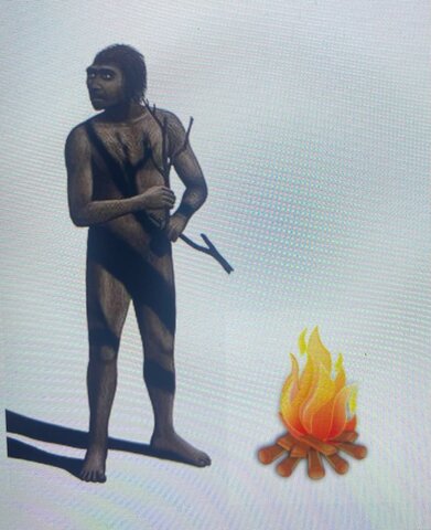 Homo erectus (1,6 millones de años)