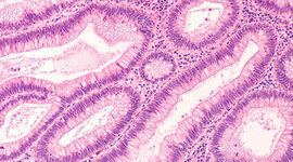 Timeline: Historía de histología
