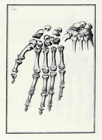 ESTRUCTURA DE LOS HUESOS