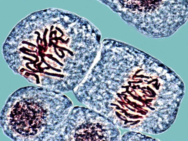 Hugo Vries (1848-1935)