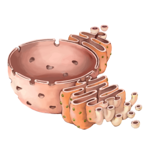 Retículo endoplasmático