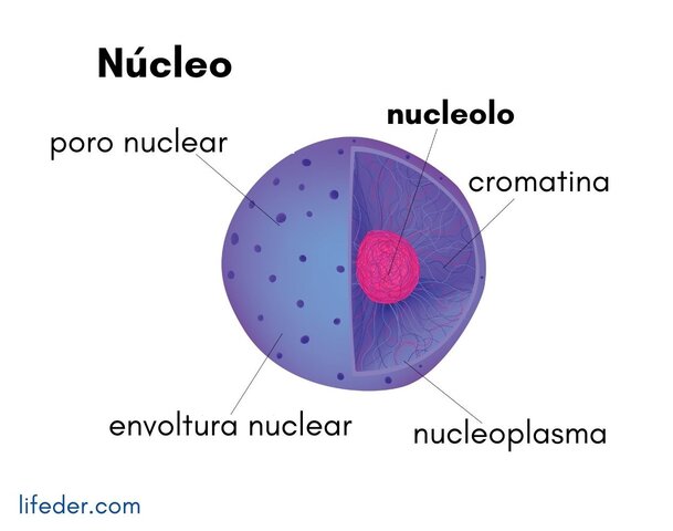 Nucléolo