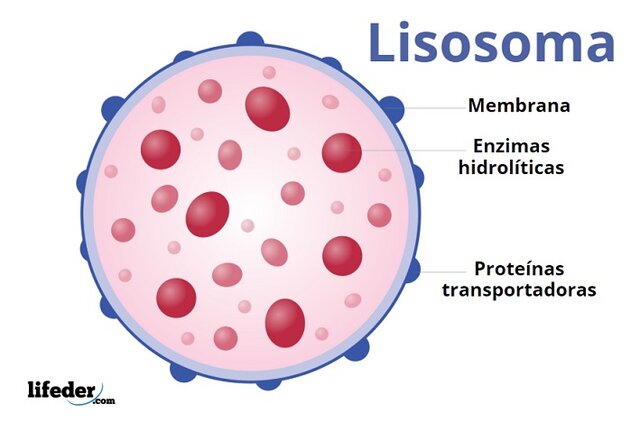 Lisosomas
