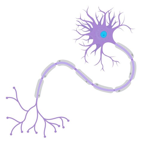 Neurona